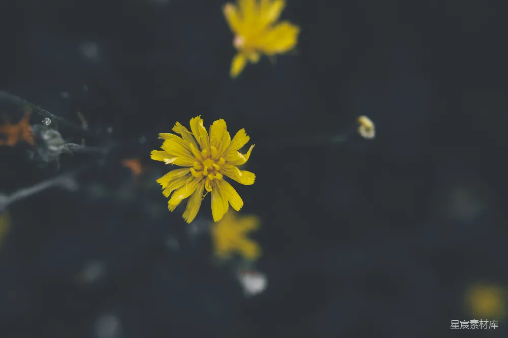 一朵黄色花朵的特写镜头