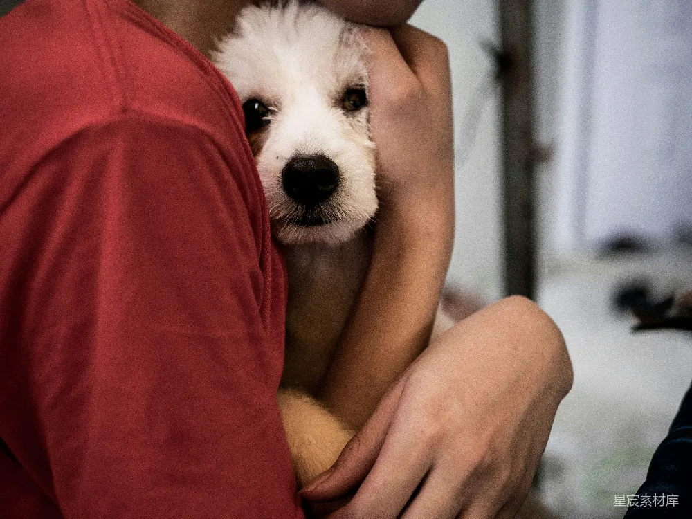 人抱着白 puppies