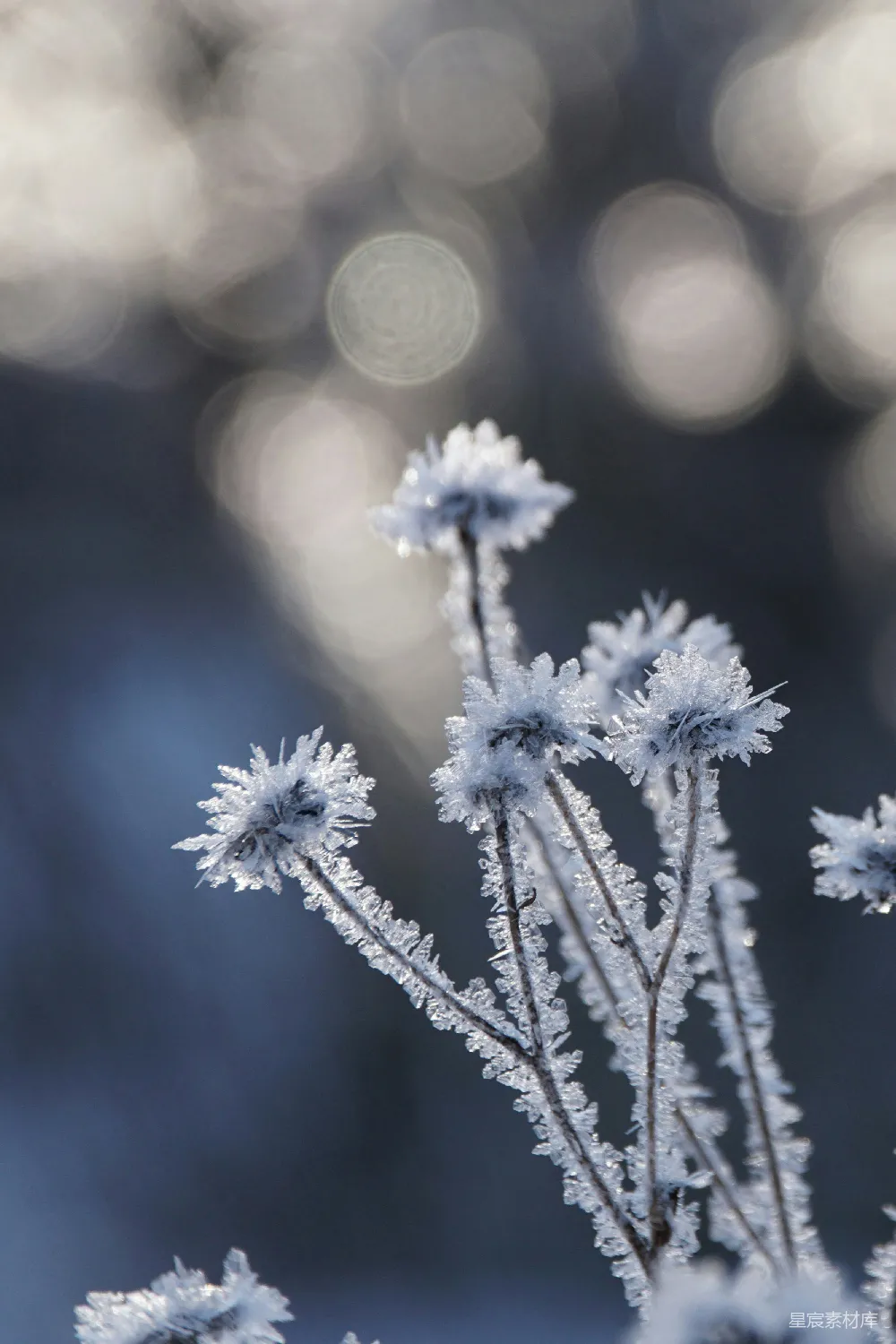 一个植物特写镜头，上面覆盖着白雪