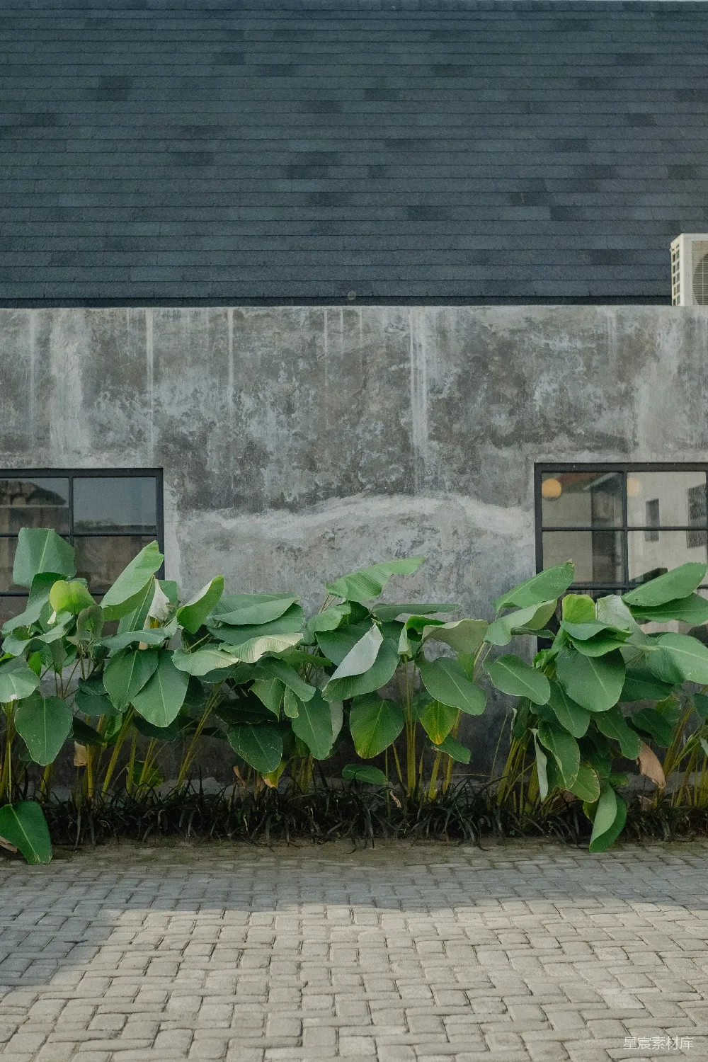 高清摄影  一株植物在建筑物旁边