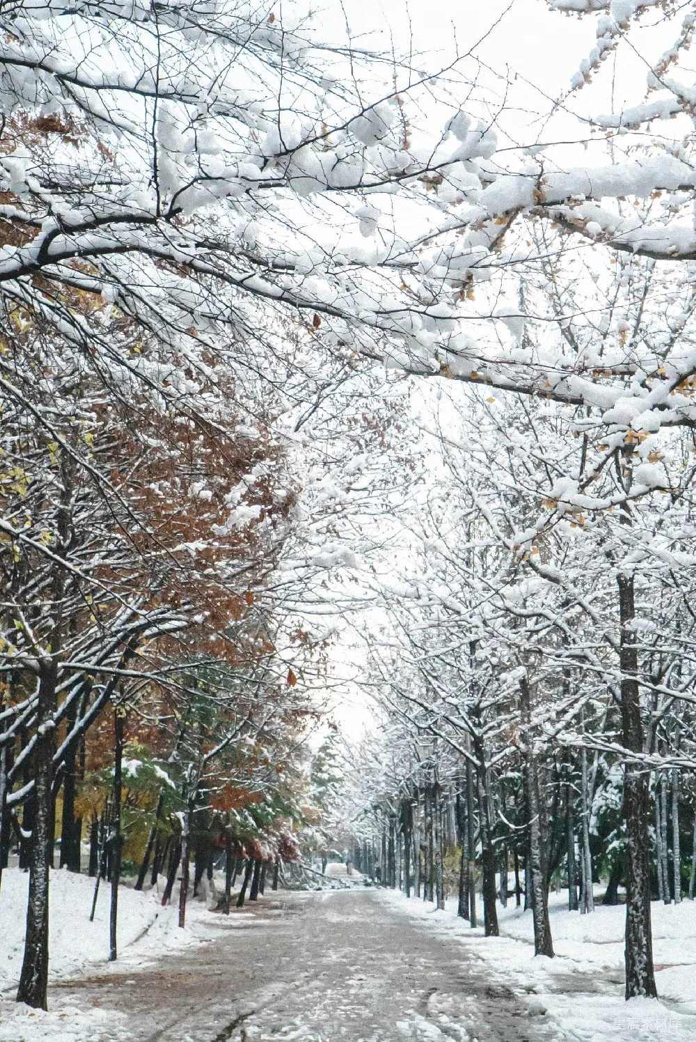 冬天雪花覆盖着一条树木掩映的小径。