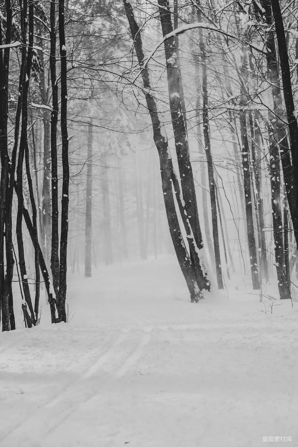 一张黑白照片中的白雪覆盖的森林