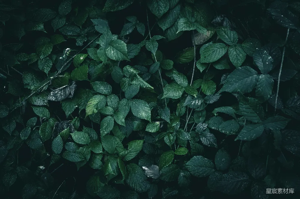 森林中绿叶上挂着水珠。