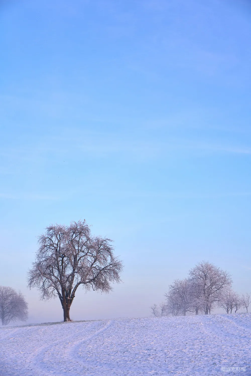 一棵孤树立在一片雪地的中央。