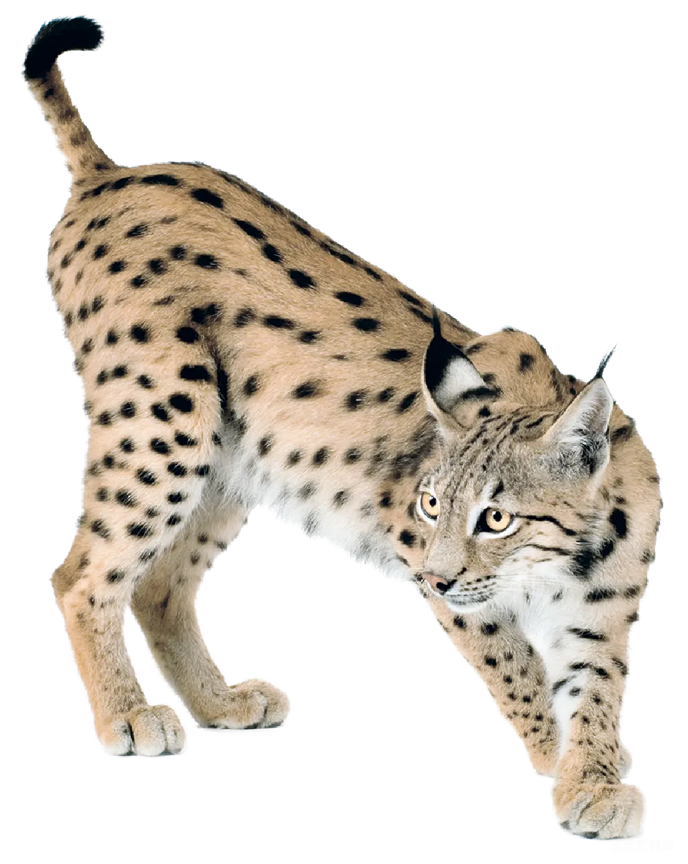 元素素材 元素 猞猁
