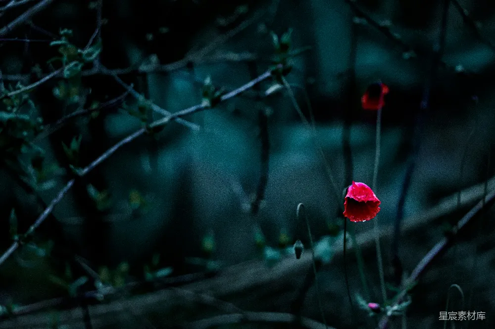 几朵红花