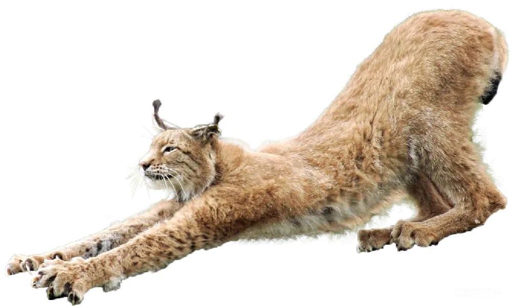 元素素材 元素 猞猁