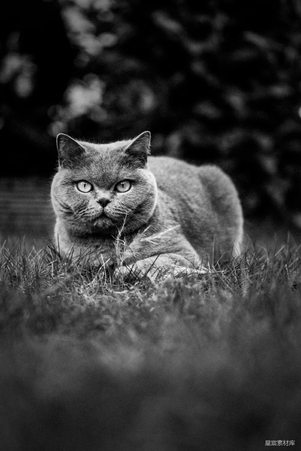 草地上躺着的一只猫
