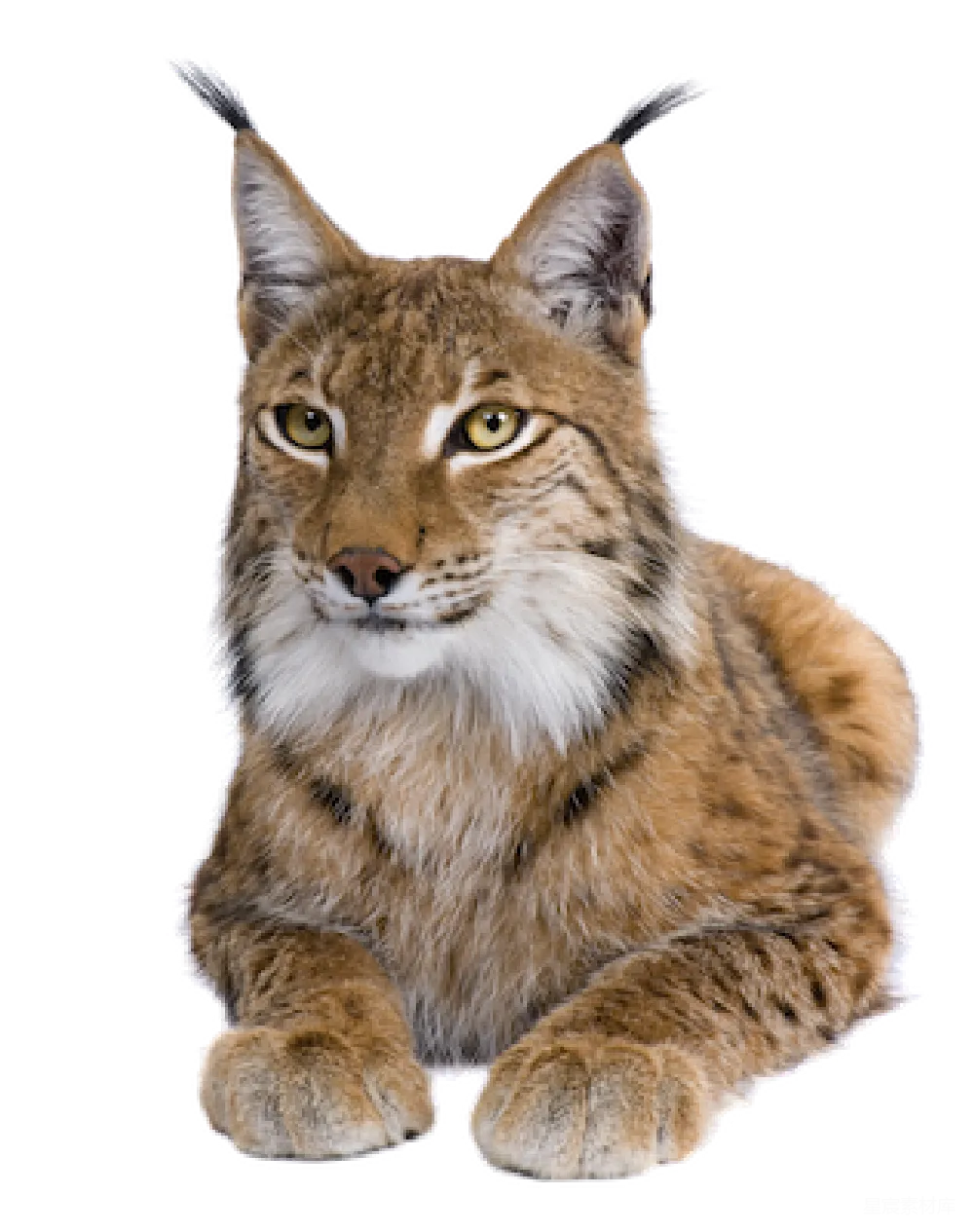 元素素材 lynx