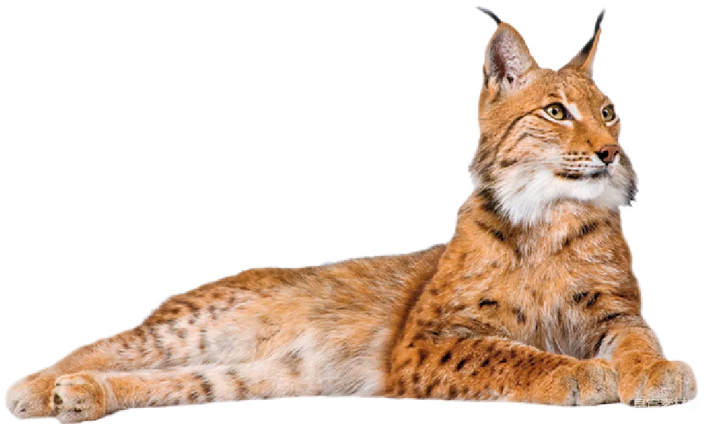 元素素材 猞猁 动物 自然 侧卧的猞猁