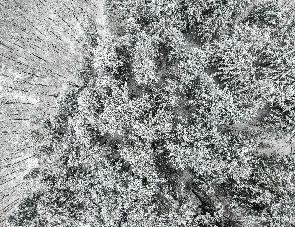从上方看，覆盖着白雪的常绿树木。