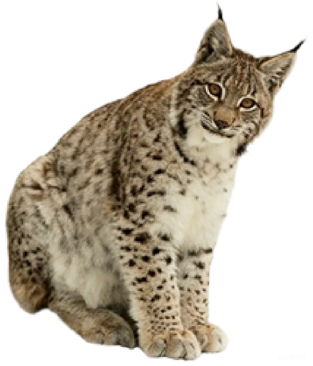 元素素材 元素 猞猁