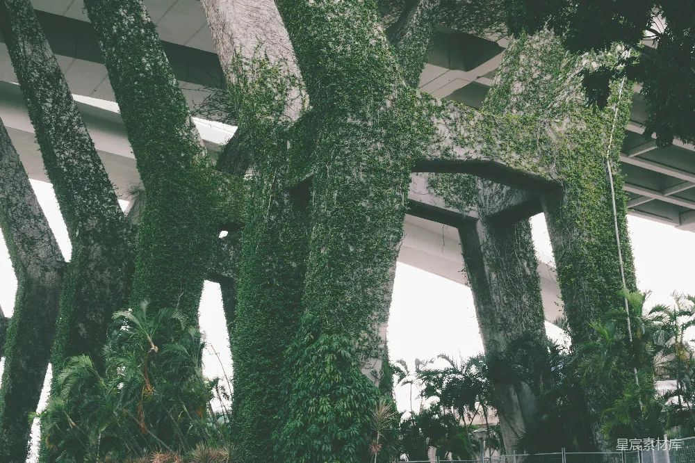 高清摄影  绿色藤蔓植物挂在白色混凝土墙上