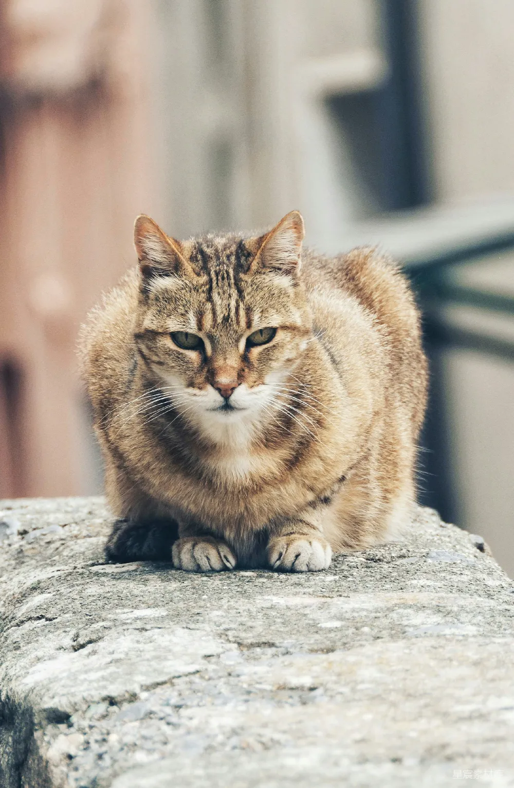 高清摄影  棕色虎斑猫