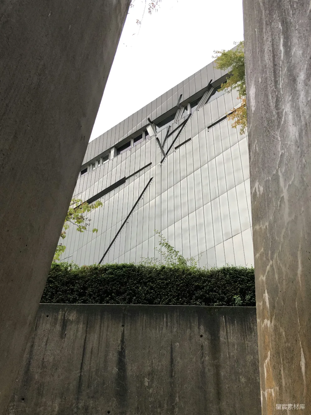 高清摄影  绿色植物在白色混凝土墙上