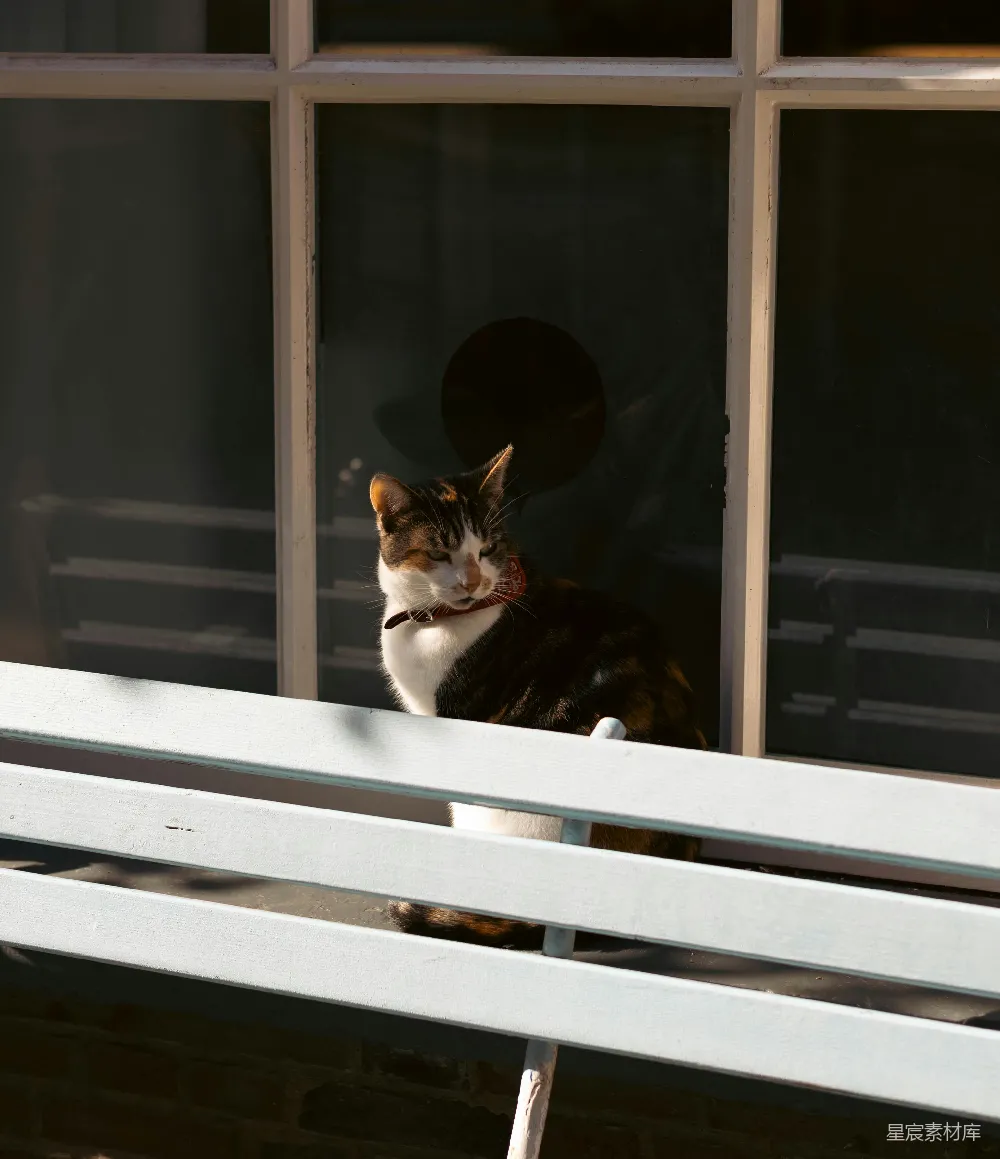 一只橘色花纹猫坐在白色长凳上。
