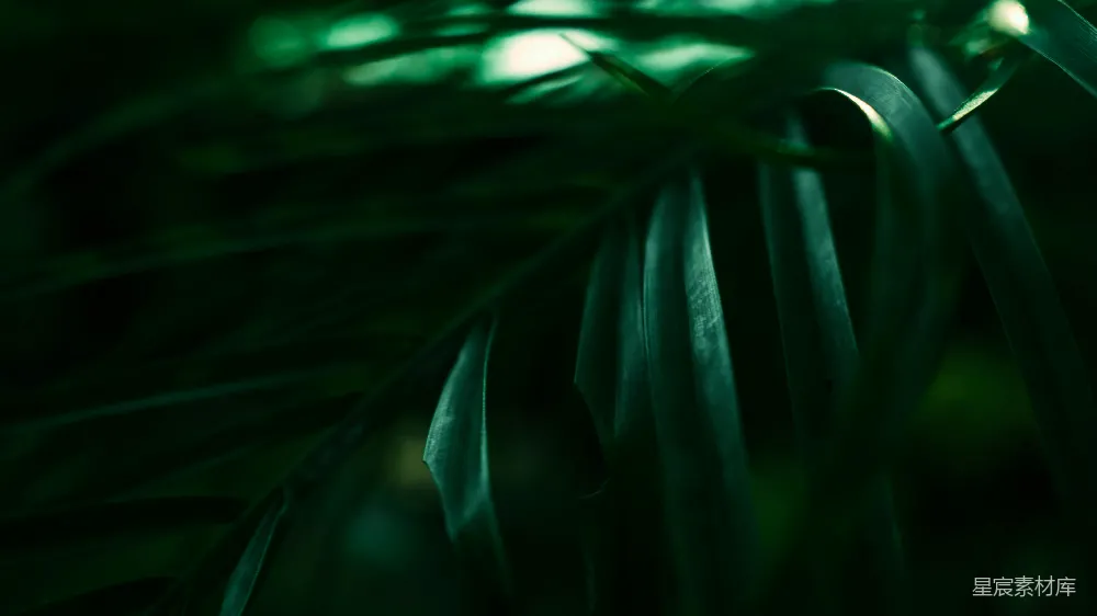 一些植物的特写镜头