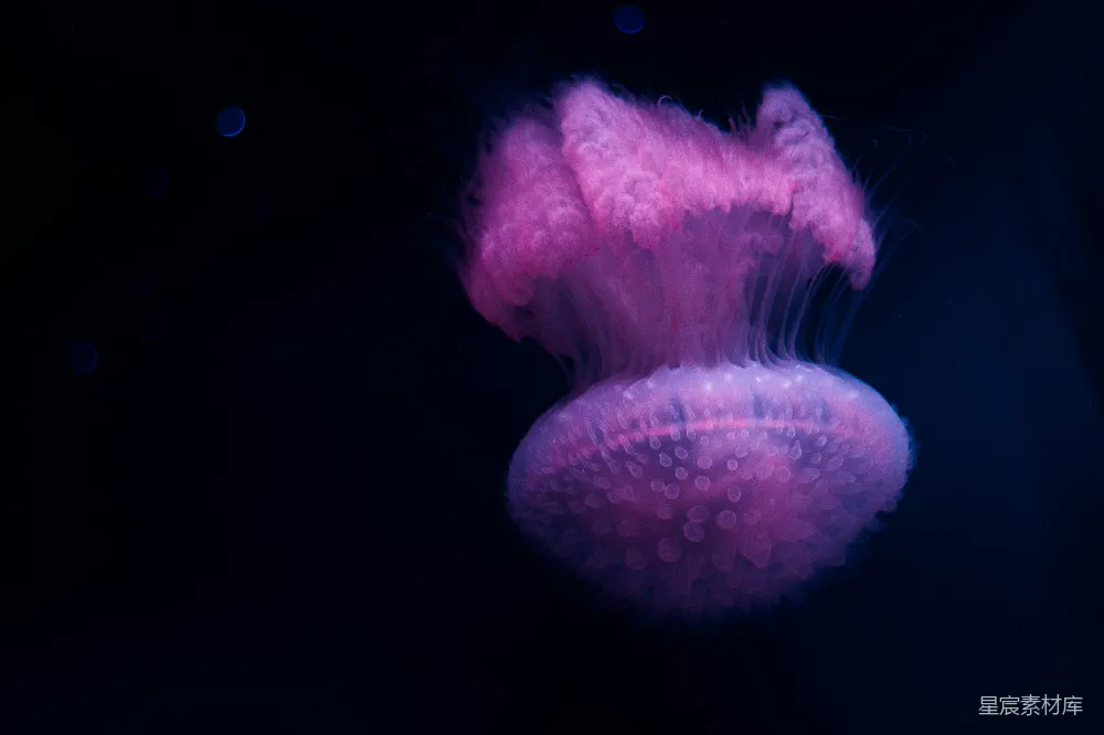 粉红色的水母