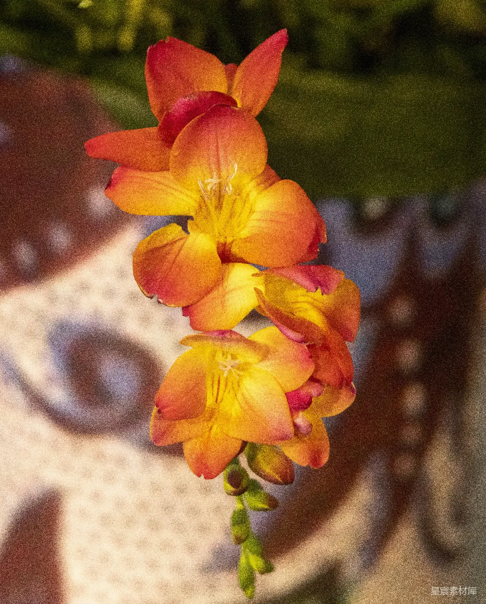 一束花