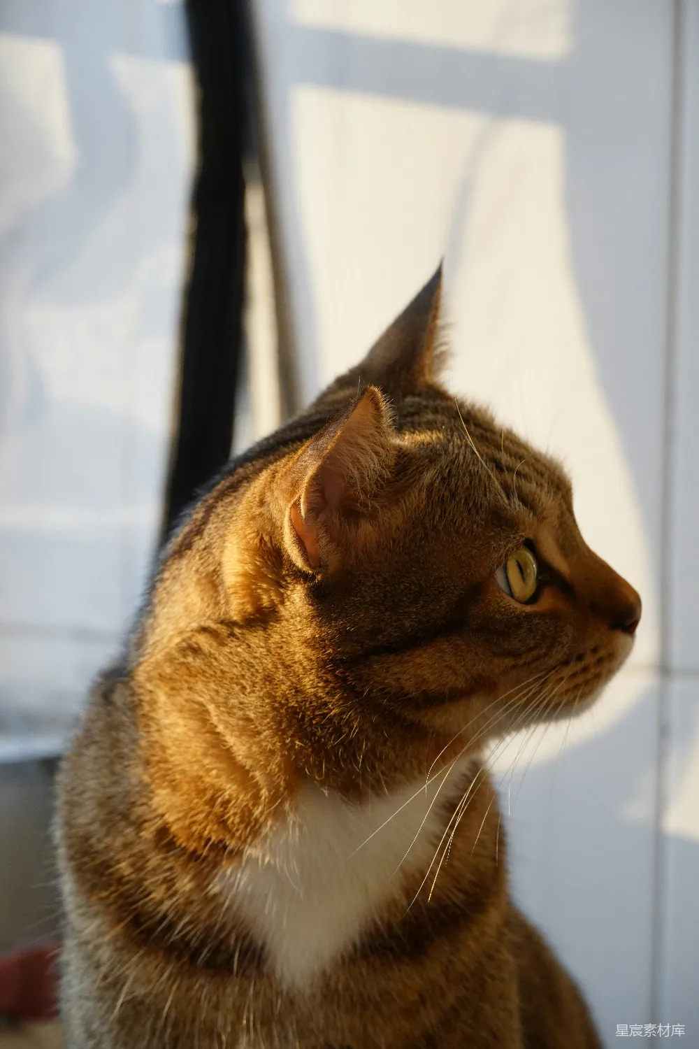一只猫坐在白色的墙面前