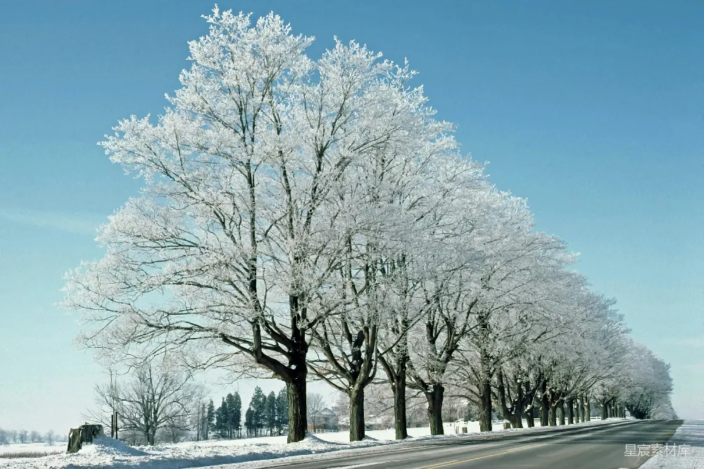 一条路两旁种满了覆盖着白雪的树木
