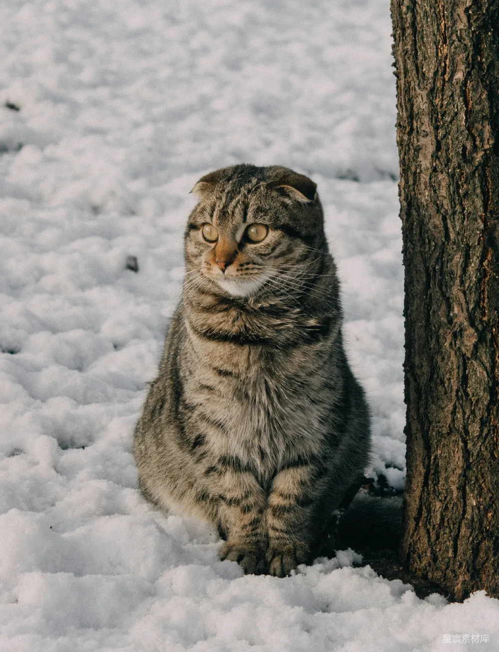 坐在雪地里的一只猫旁边有一棵树
