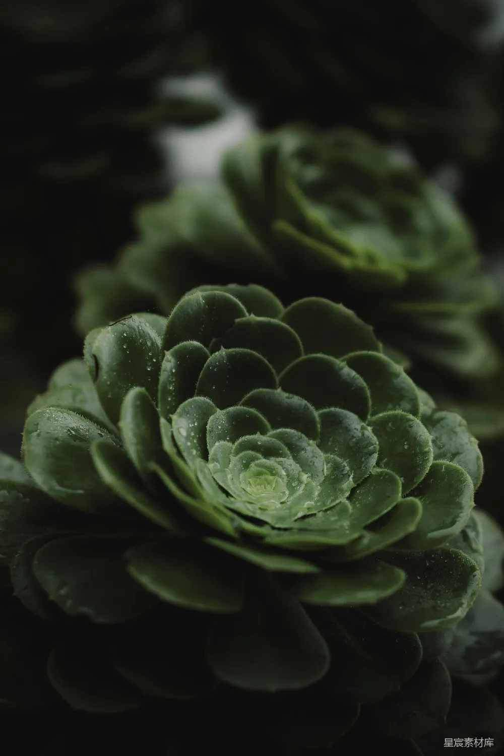 近景下的露珠覆盖的仙人掌植物。