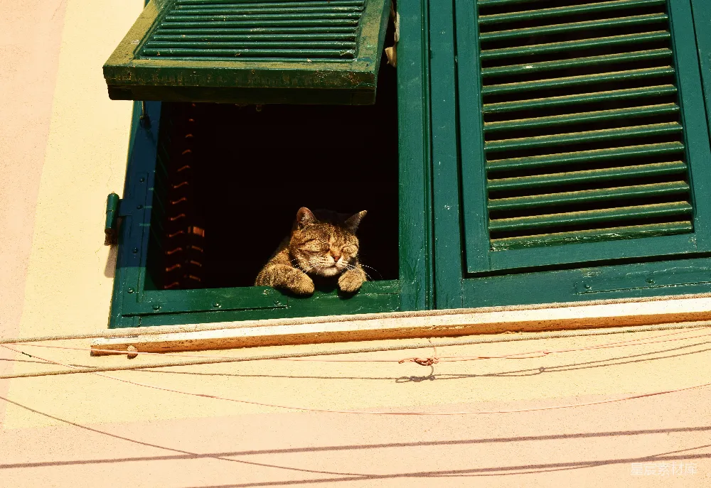 棕虎猫在窗户上