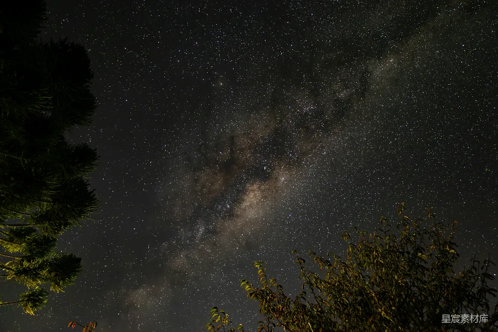 夜晚透过树看的银河。