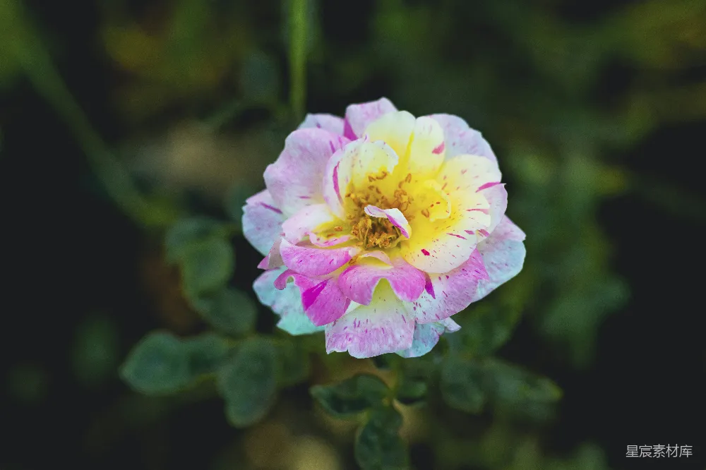 粉红色和黄色的花朵上有绿色的叶子