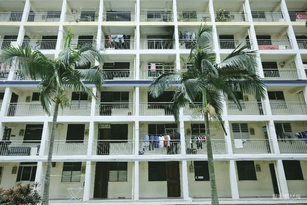 绿色棕榈树近白色混凝土建筑