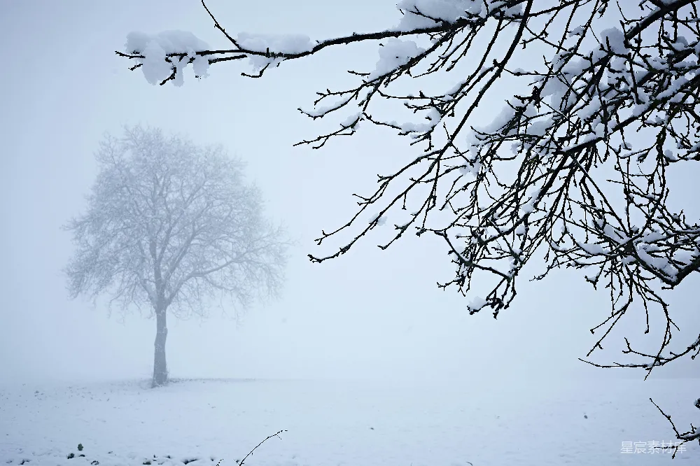 一片雪地中的孤树