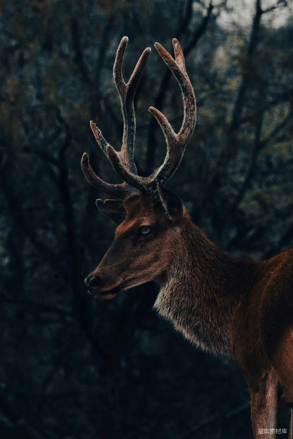 森林里一只长着鹿角的 Deer