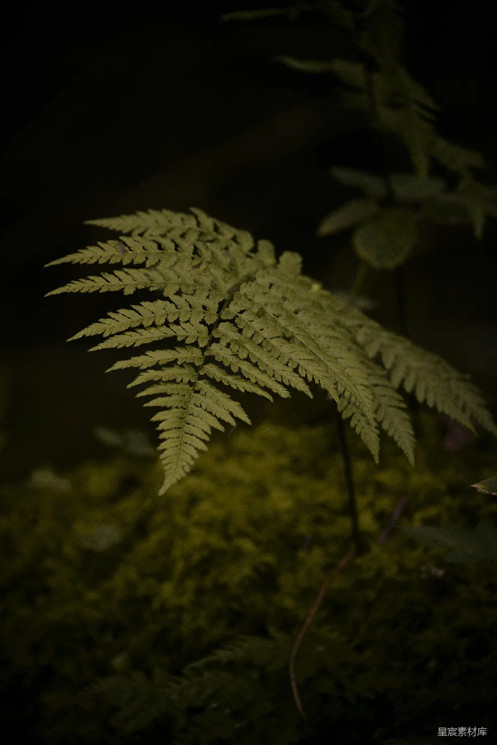 高清摄影 壁纸 自然 一株绿色的植物在黑暗中生长