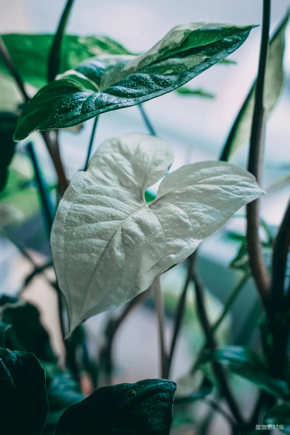 一株植物的特写镜头，叶片清晰可见