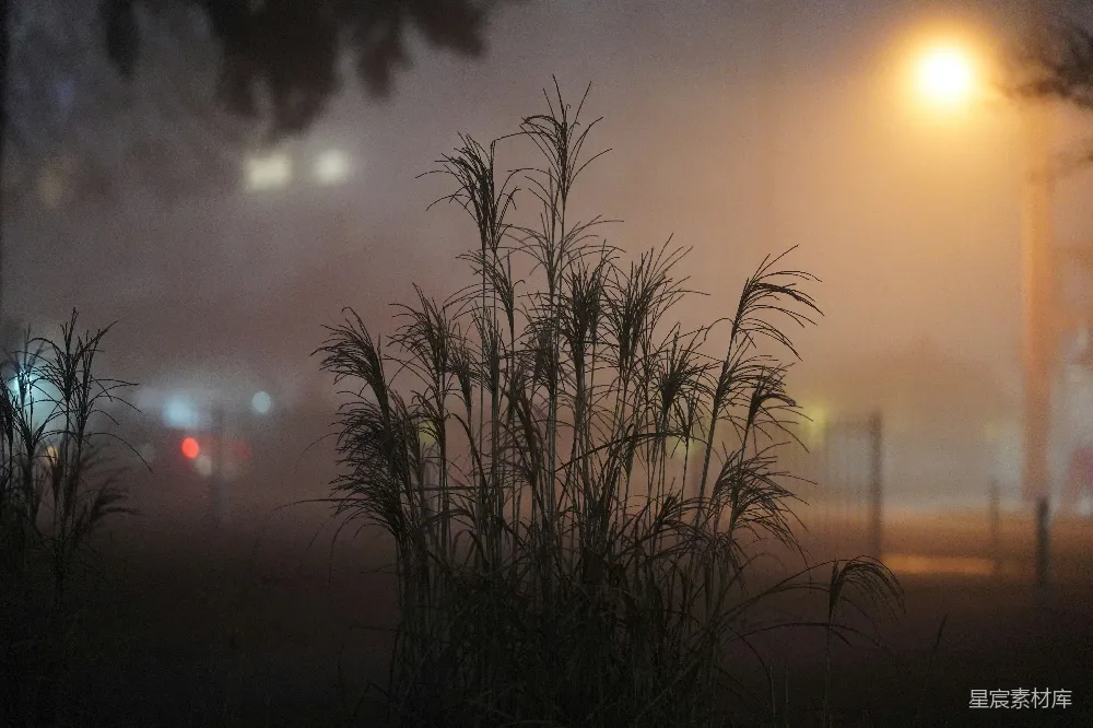 高草在朦胧夜色中映衬着昏暗的街灯