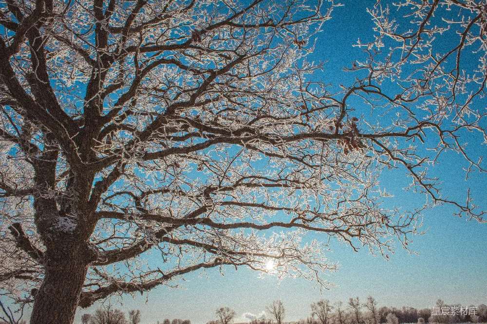 一片覆盖着白雪的田野，前景中有一棵树。