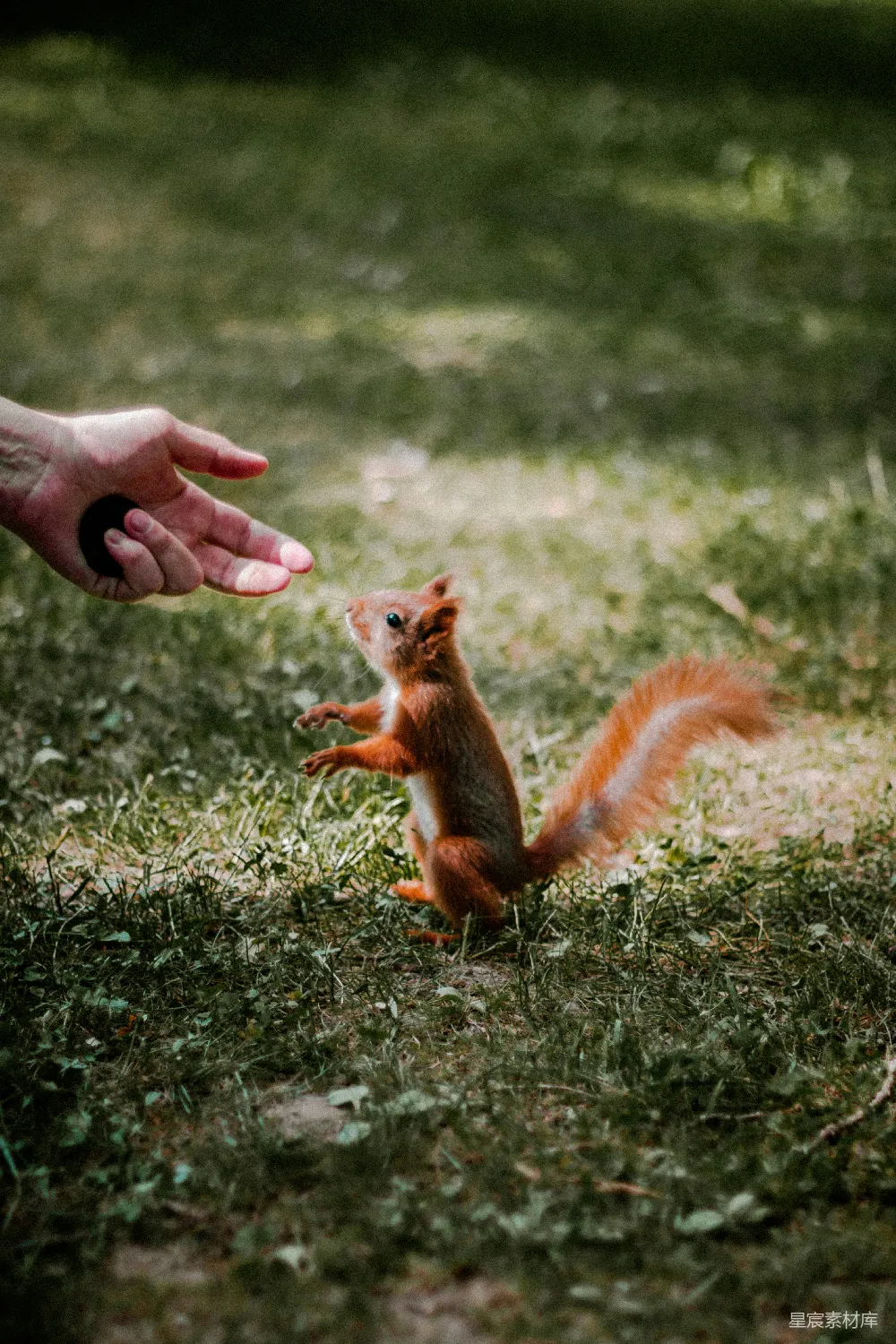 准备从绿草地领养红 squirrel 的人