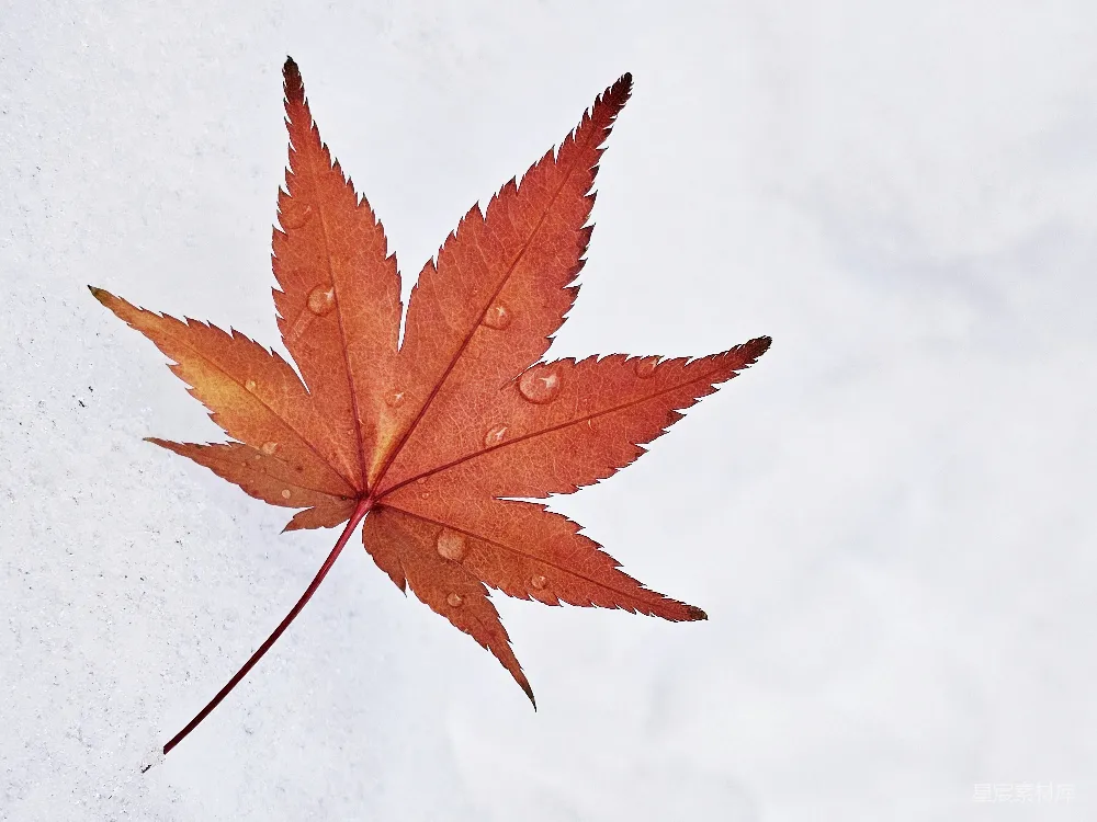 一片红叶躺在雪上