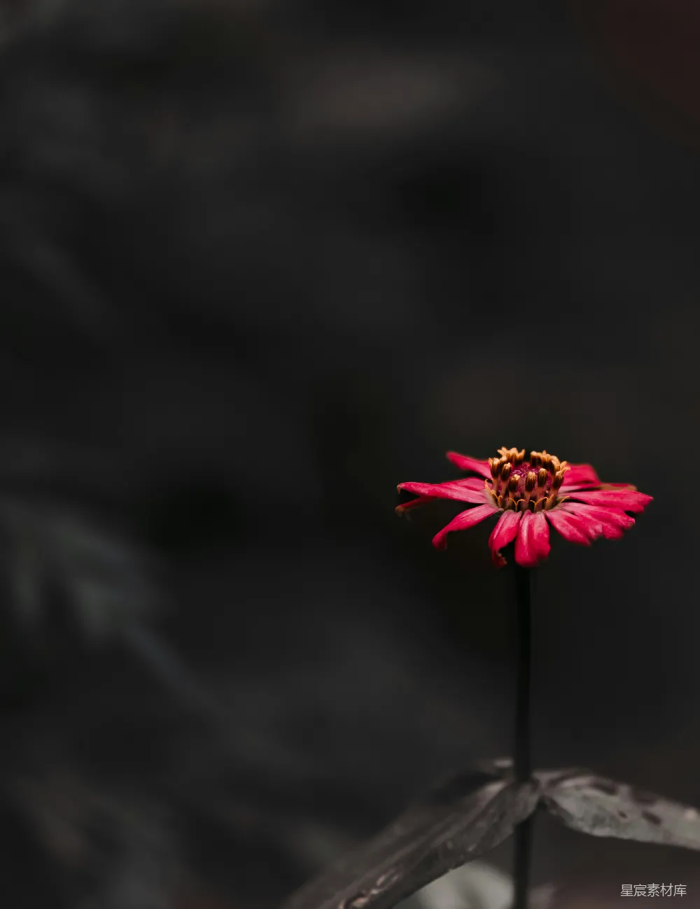 红色花朵在黑色背景下