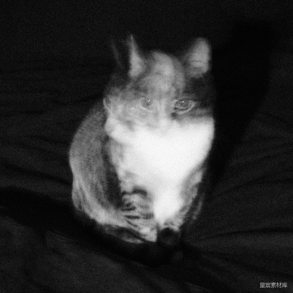一张黑白照片中的猫在床上