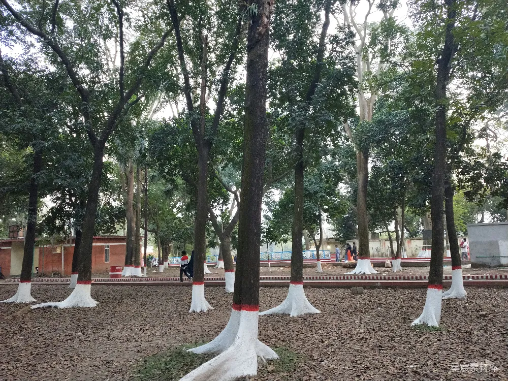 一群站立在泥土中的树