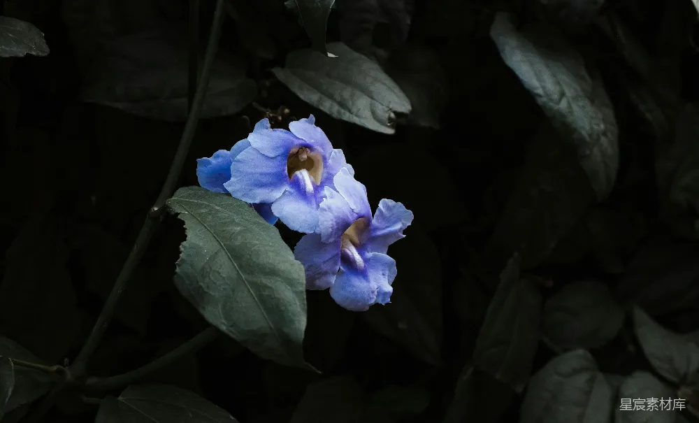近景摄影中的紫色花朵