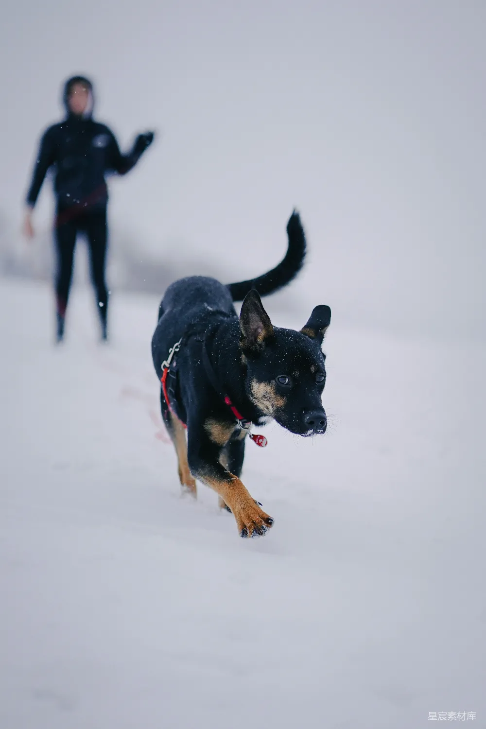 黑色和棕色短款夹克中型狗在雪覆盖的地上白天奔跑