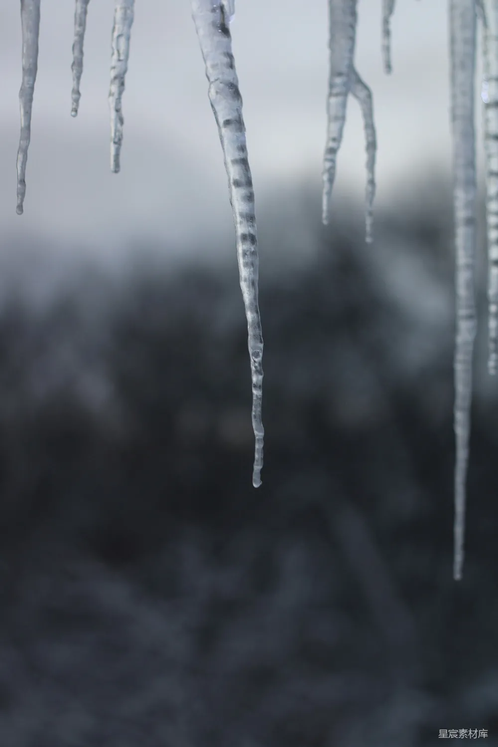 树上悬挂着的冰柱在雪中