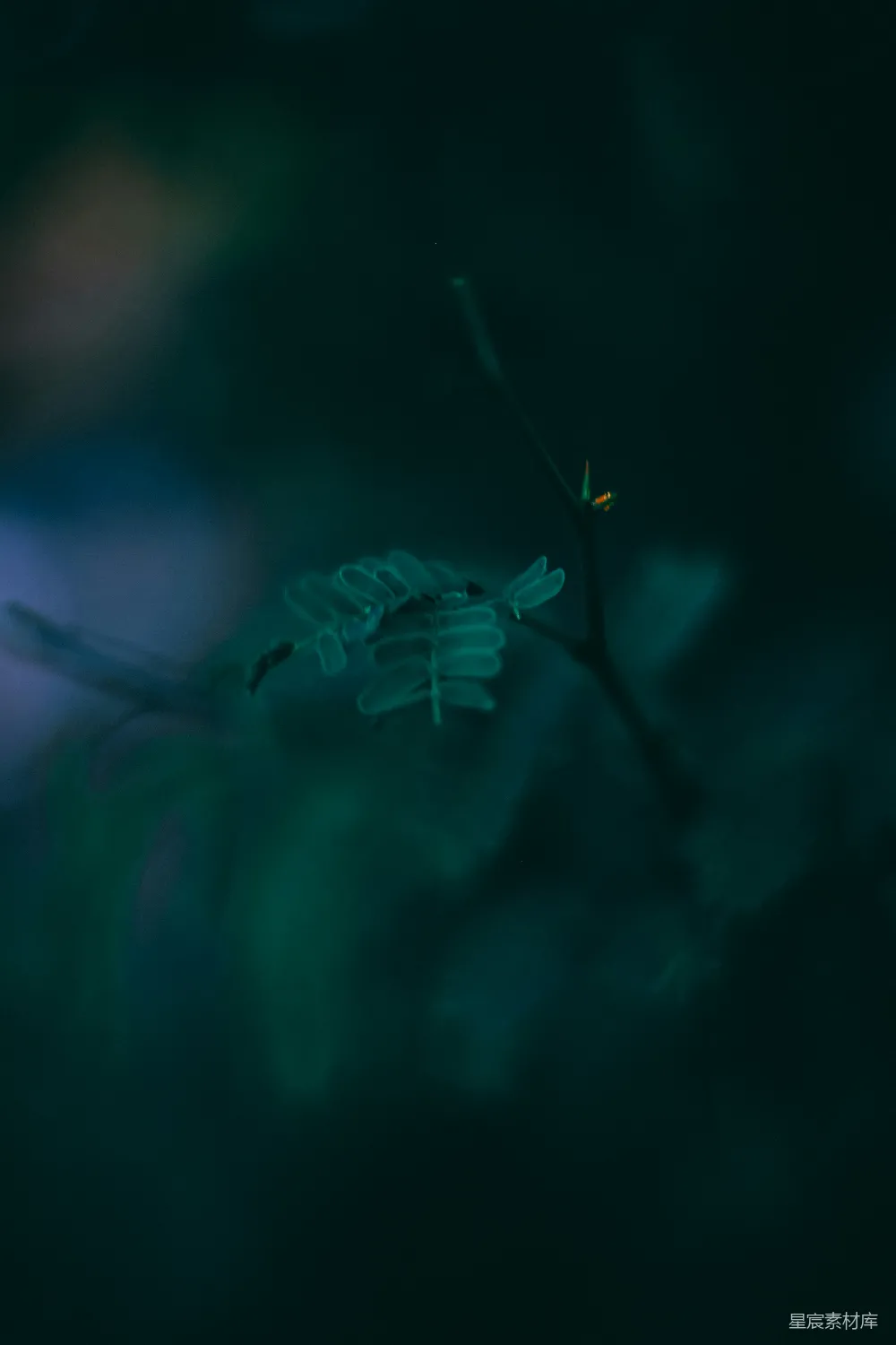 一棵长有叶片的植物在黑暗中