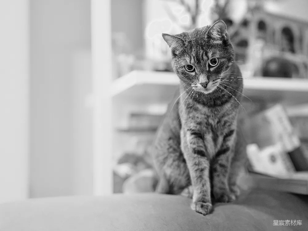 一只猫正在坐着并向下看。