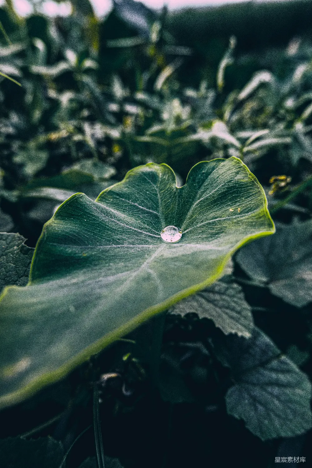 一张树叶的特写