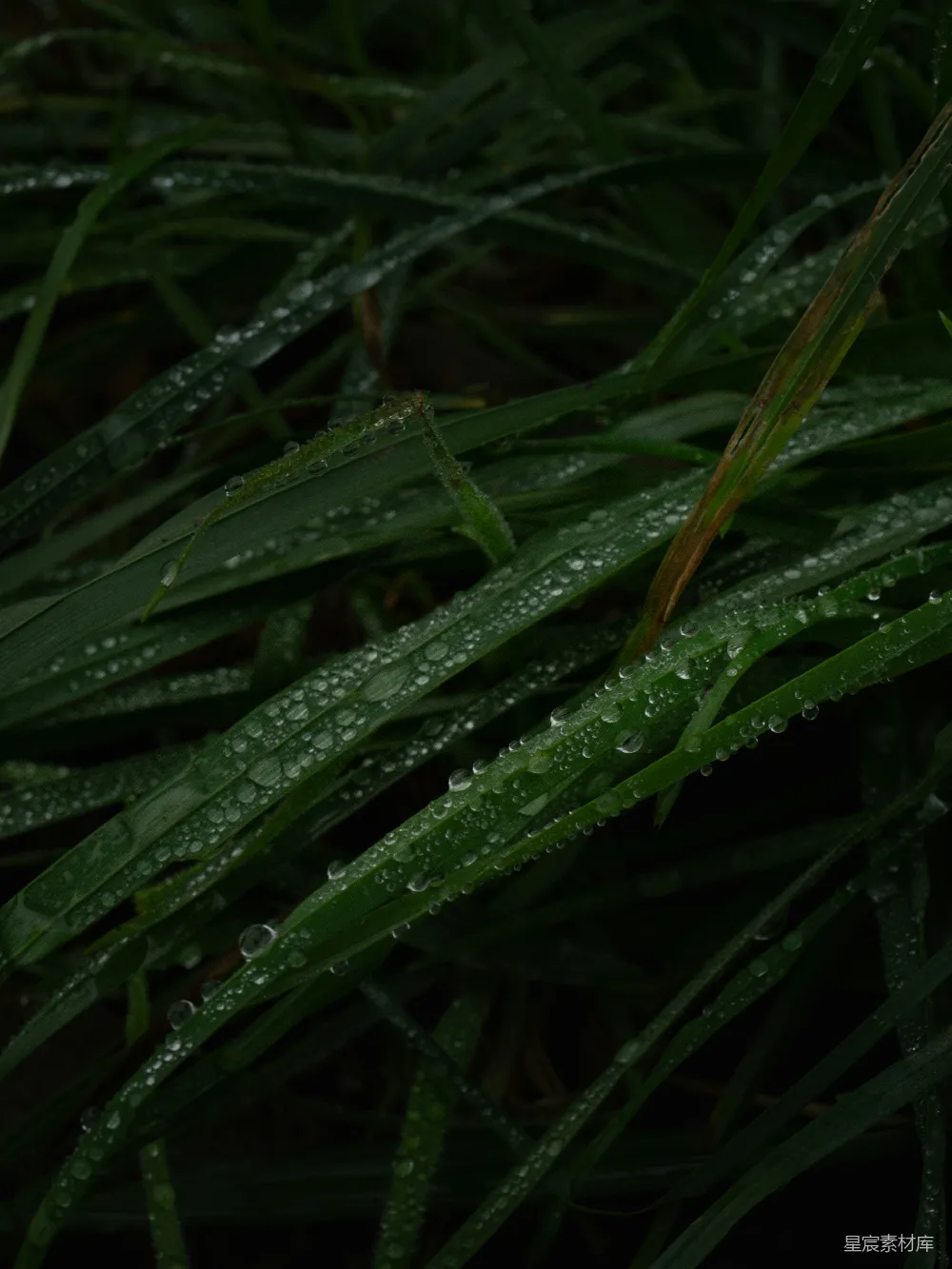 草叶上挂着水珠的特写镜头