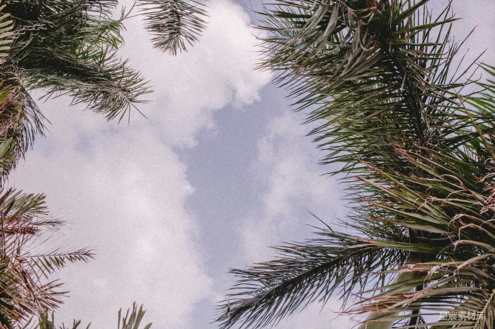 透过棕榈树看去的天空景色